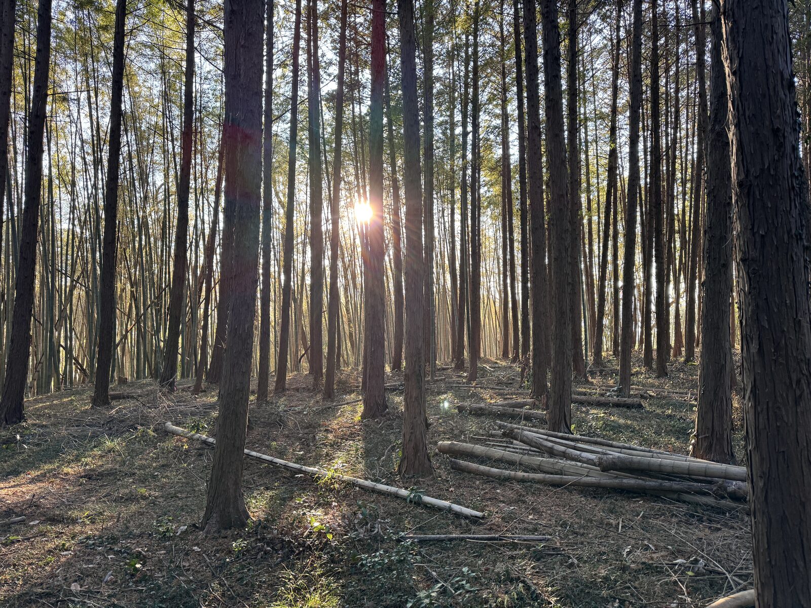 夕光の差すヒノキ林